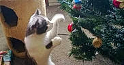 Pepper joined the competition — help win amazing prizes! cat, christmas_tree, ornaments, carpet, cat_condo, wrapped_gifts, indoor, pet, holiday, decorations, feline, playing, curious, fur, whiskers, home, nostalgia, memory, social_media, throwback