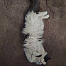 cat, fluffy, white, gray, pet, lying_down, carpet, indoor, relaxed, playful, fur, animal, cute, whiskers, tail, paws, domestic, sleepy, cozy, resting