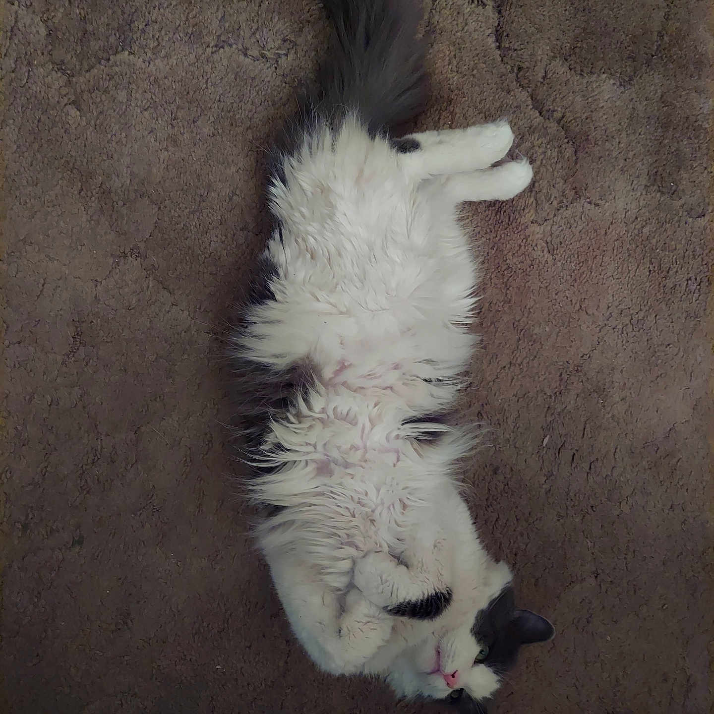 Pepper