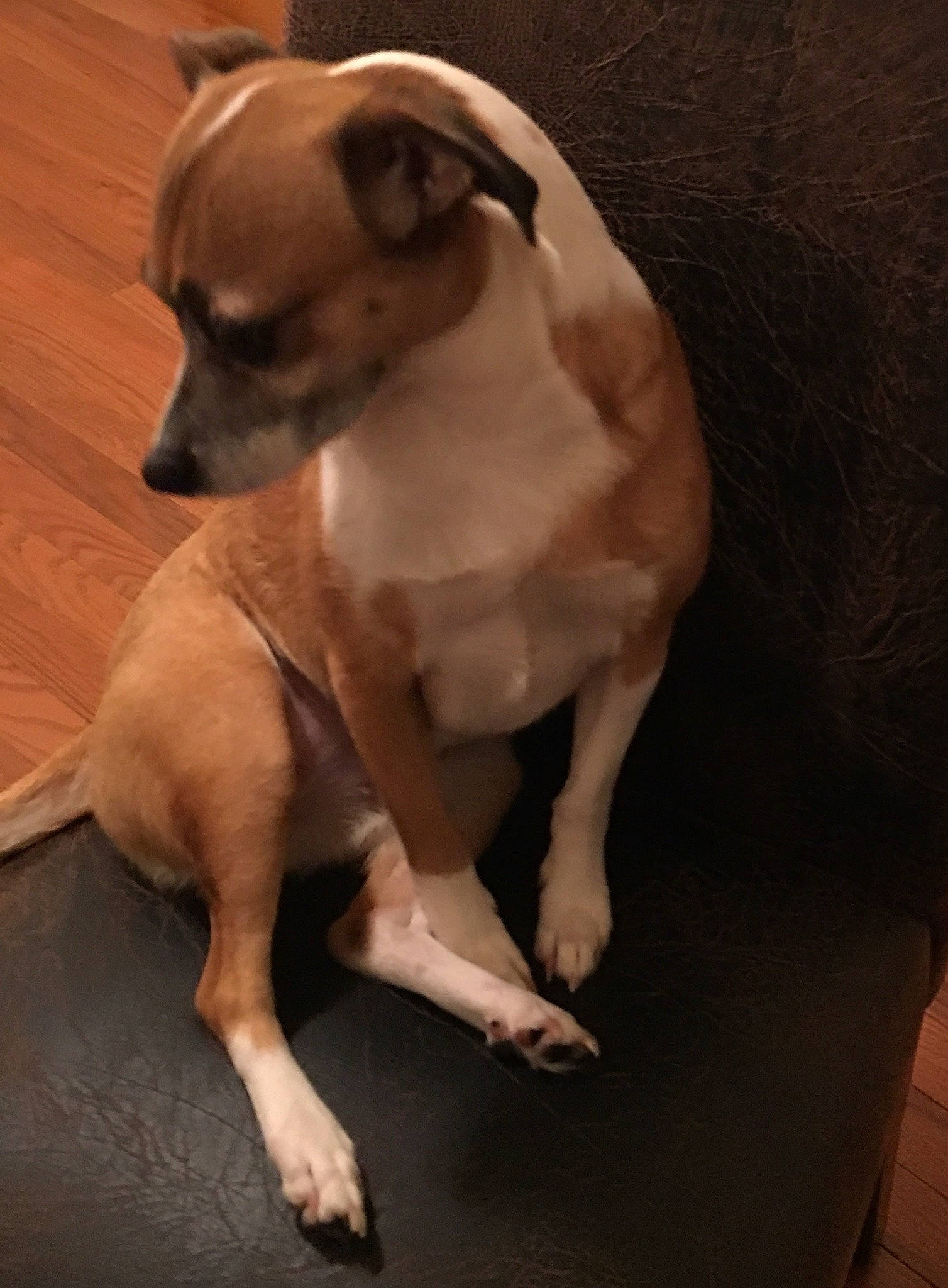 Jazzy Cat joined the competition — help win amazing prizes! ancient_dog_breeds, carnivore, chihuahua, companion_dog, corgi_chihuahua, dog, dog_breed, dog_supply, ear, fawn, flooring, non_sporting_group, puppy, snout, tail, terrestrial_animal, toy_dog, whiskers, wood, working_animal