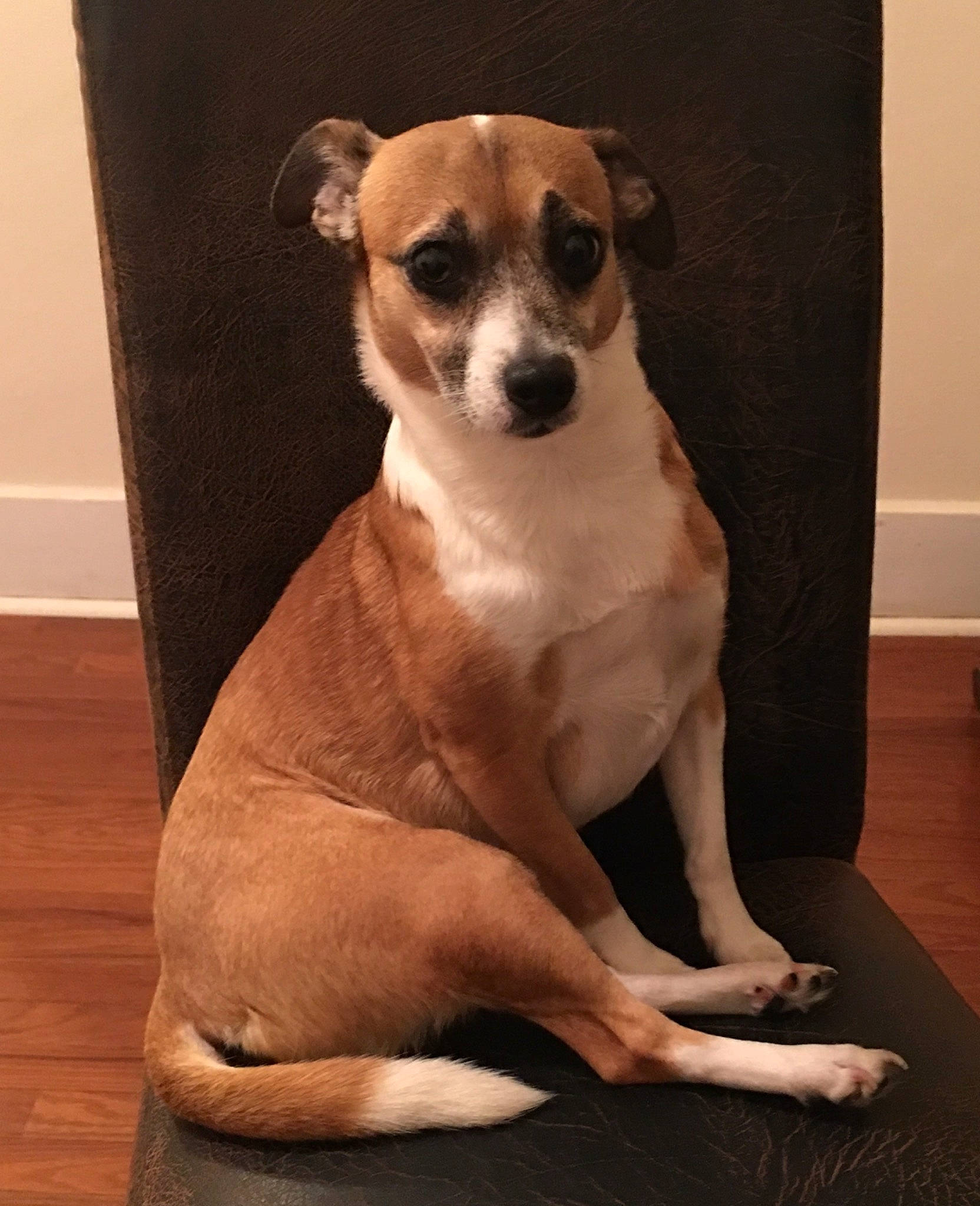 Jazzy Cat is registered to the contest to win money with this photo: canidae, carnivore, chihuahua, companion_dog, dog, dog_breed, eyewear, fawn, fur, head, pattern, paw, snout, sporting_group, sunglasses, tail, toy_dog, whiskers, wood, working_animal