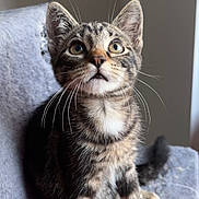 Angel participe au concours pour gagner de l'argent avec cette photo : kitten, cat, tabby, pet, animal, whiskers, fur, ears, eyes, cute, indoor, soft_surface, gray, feline, young, curious, sitting, looking_up, natural_light, closeup