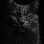 cat, animal, close_up, black_and_white, water_droplets, wet_fur, face, whiskers, portrait, one_eye_closed, mysterious, dramatic, sharp_focus, feline, dark_background, moody, cute, animal_portrait, pet, winking