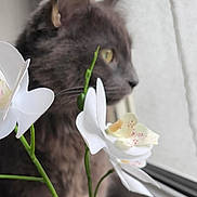 Hermes a rejoint le concours — aidez-le/la à gagner de superbes lots ! cat, flower, window, green_stem, white_petals, yellow_eye, curious, indoor, plant, blurred_background, side_view, pet, feline, natural_light, closeup, soft_focus, domestic_animal, still_life, quiet, peaceful