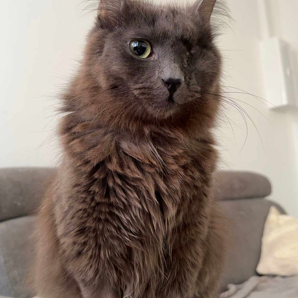 Hermes a rejoint le concours — aidez-le/la à gagner de superbes lots ! animal, cat, cozy, cute, domestic_cat, feline, fluffy, fur, furniture, gray_cat, household, indoor, one-eyed_cat, one_eye, pet, portrait, relaxed, sitting, sofa, whiskers