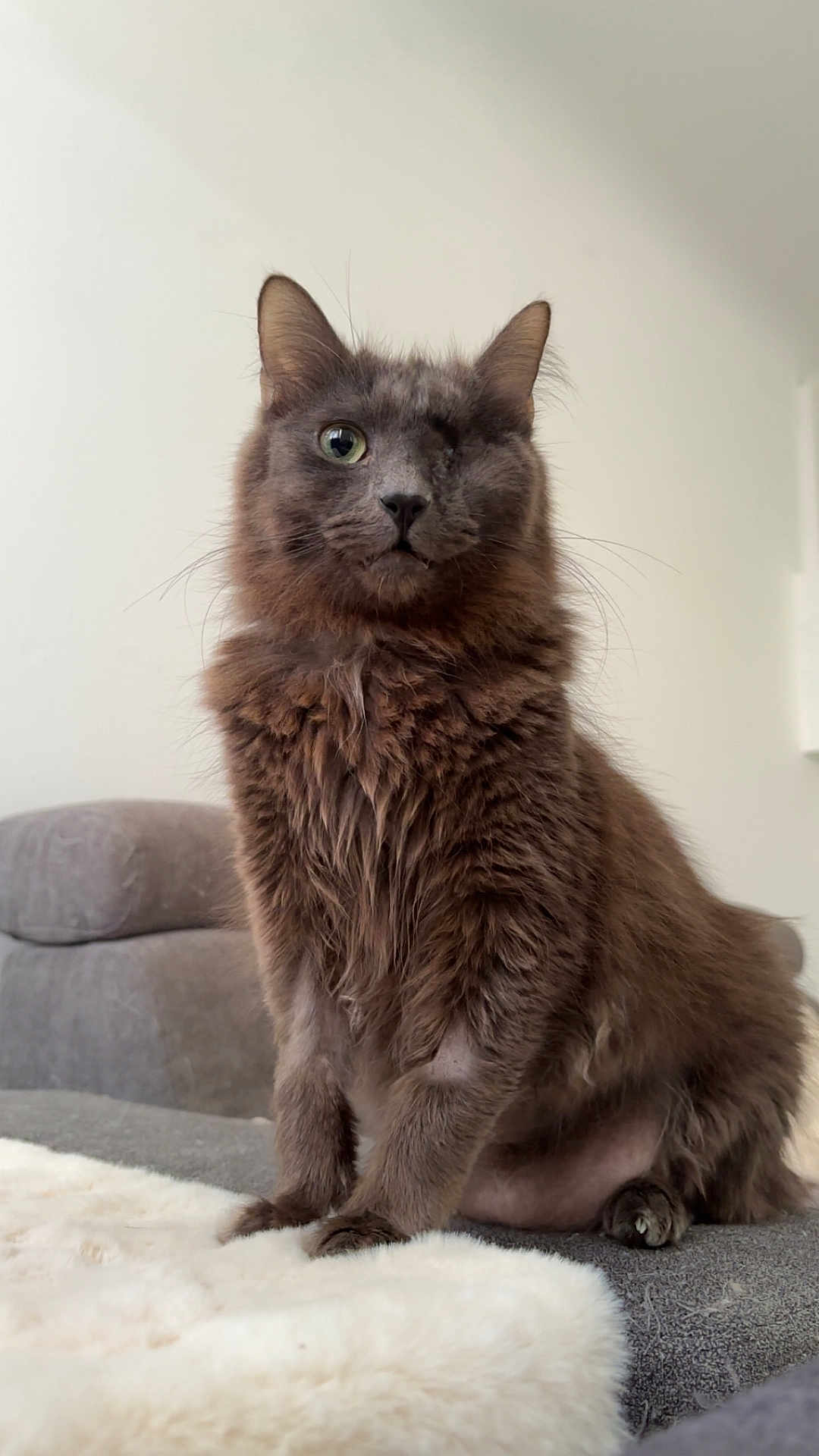 Hermes participe au concours pour gagner de l'argent avec cette photo : cat, one-eyed, gray_cat, fluffy, pet, indoor, sofa, blanket, furniture, cozy, portrait, animal, cute, whiskers, ears, sitting, fur, domestic_cat, home, relaxed
