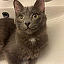 cat, gray_cat, yellow_eyes, sink, bathroom, pet, animal, fur, whiskers, ears, domestic_cat, closeup, looking_up, cute, relaxed, indoor, household, mammal, feline, portrait