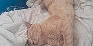 Pépère participe au concours pour gagner de l'argent avec cette photo : animal, beige, blanket, cat, comfort, cozy, cute, domestic, fluffy, fur, indoor, peaceful, pet, relaxed, resting, sleeping, soft, tail, whiskers, white