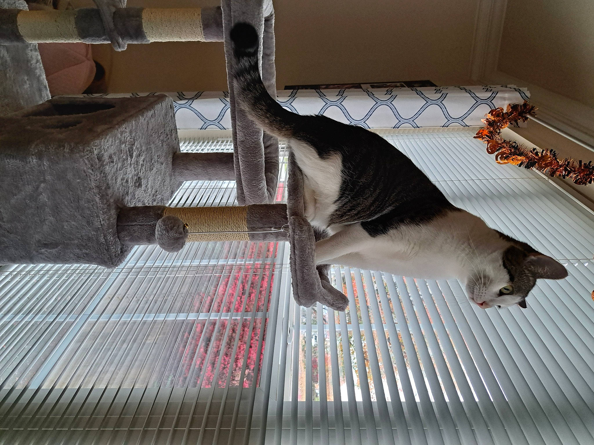 Marshall joined the competition — help win amazing prizes! animal_shelter, carnivore, cat, companion_dog, dog_breed, domestic_short_haired_cat, felidae, floor, flooring, fur, hardwood, paw, pet_supply, room, small_to_medium_sized_cats, tail, tile, whiskers, wood