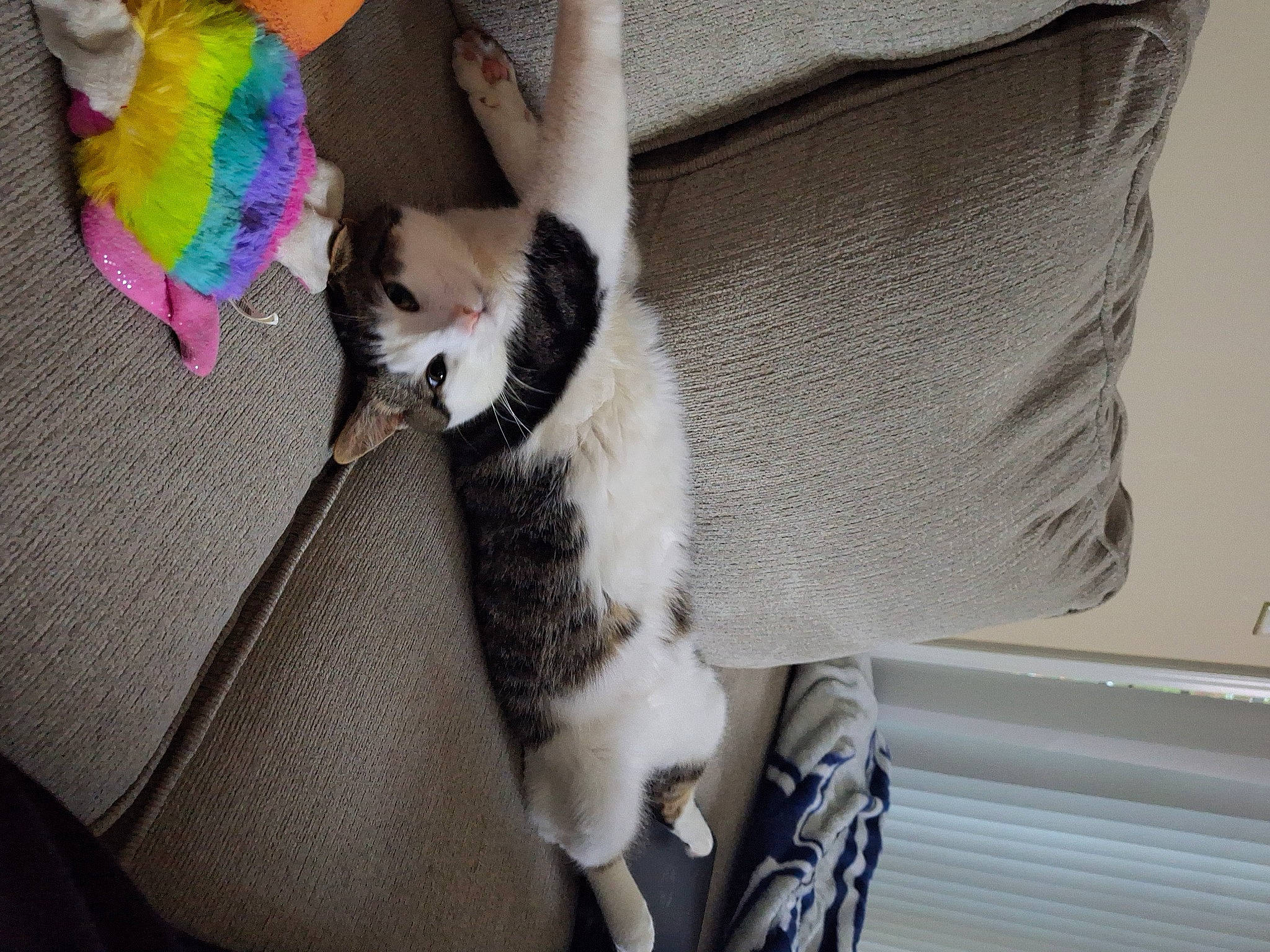 Marshall is registered to the contest to win money with this photo: arm, carnivore, cat, comfort, companion_dog, fashion_accessory, fawn, felidae, foot, fur, human_leg, linens, small_to_medium_sized_cats, stuffed_toy, tail, thigh, tree, whiskers, wool, woolen