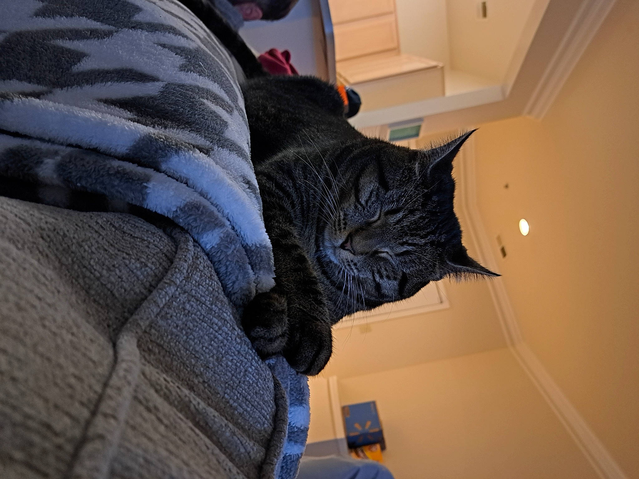 Faith is registered to the contest to win money with this photo: carmine, carnivore, cat, comfort, domestic_short_haired_cat, electric_blue, felidae, flooring, fur, grey, human_leg, pattern, room, sculpture, sleeve, small_to_medium_sized_cats, statue, tail, whiskers, wood