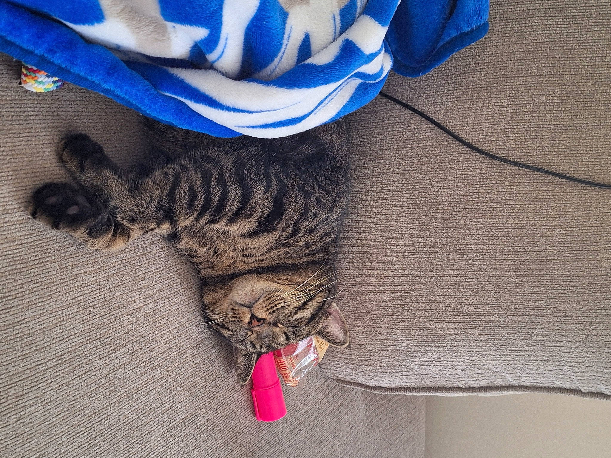 Faith joined the competition — help win amazing prizes! carnivore, cat, comfort, domestic_short_haired_cat, electric_blue, fashion_accessory, felidae, fur, grey, human_leg, linens, nail, pattern, sleeve, small_to_medium_sized_cats, tail, thread, whiskers, wool, woolen