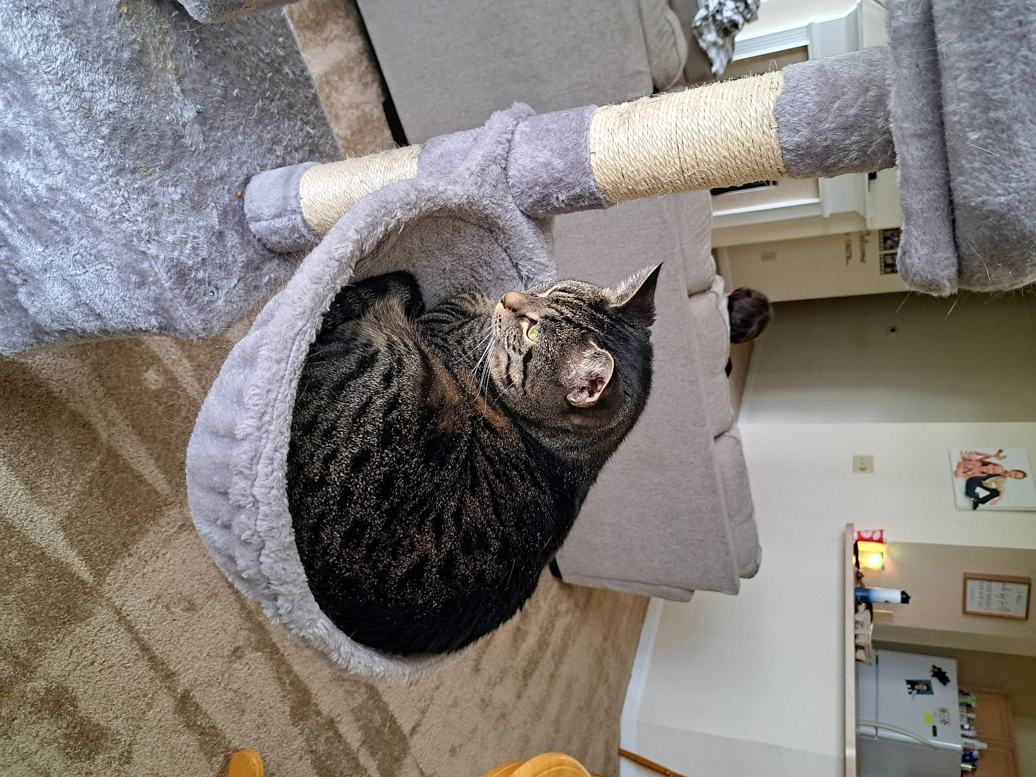 Faith is registered to the contest to win money with this photo: bookcase, carnivore, cat, comfort, domestic_short_haired_cat, felidae, flooring, fur, grey, hardwood, kitchen_utensil, plate, room, shelf, small_to_medium_sized_cats, tableware, tail, whiskers, wood