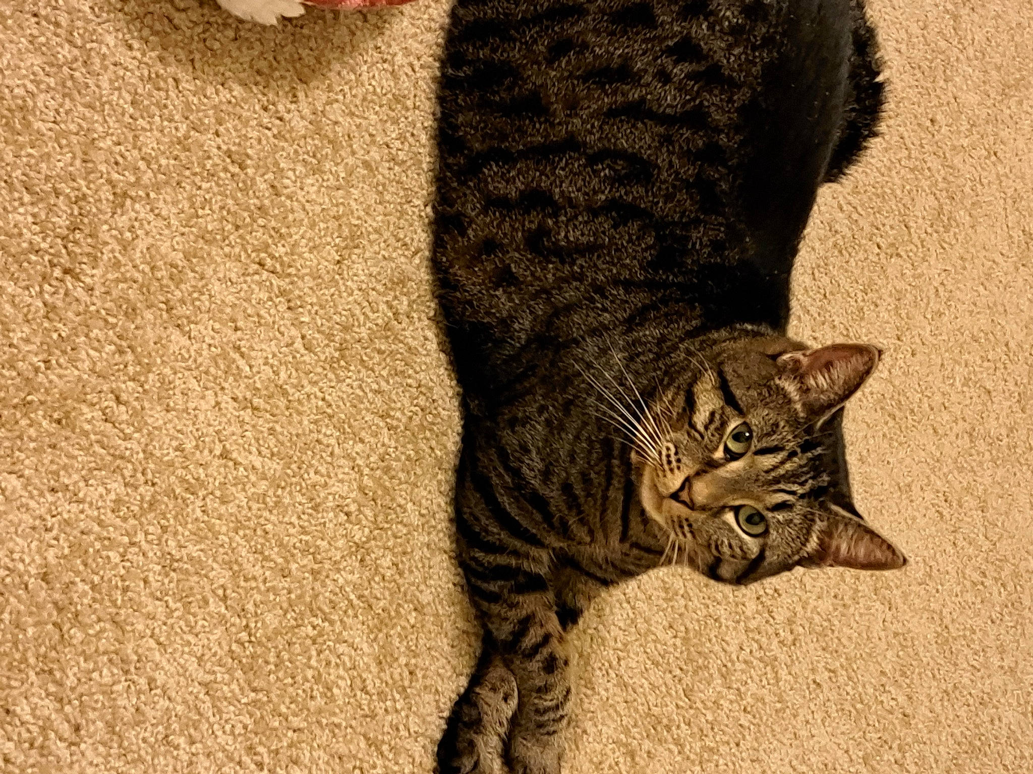 Faith is registered to the contest to win money with this photo: carnivore, cat, eye, fawn, felidae, hair, head, human_body, human_leg, leg, paw, small_to_medium_sized_cats, snout, tail, terrestrial_animal, tree, whiskers, wildlife, window, wood