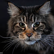 Iseo joined the competition — help win amazing prizes! cat, tabby, close_up, whiskers, green_eyes, animal, pet, feline, portrait, fur, face, mammal, cute, domestic_animal, whisker, tabby_cat, indoor, looking, animal_portrait, dark_background