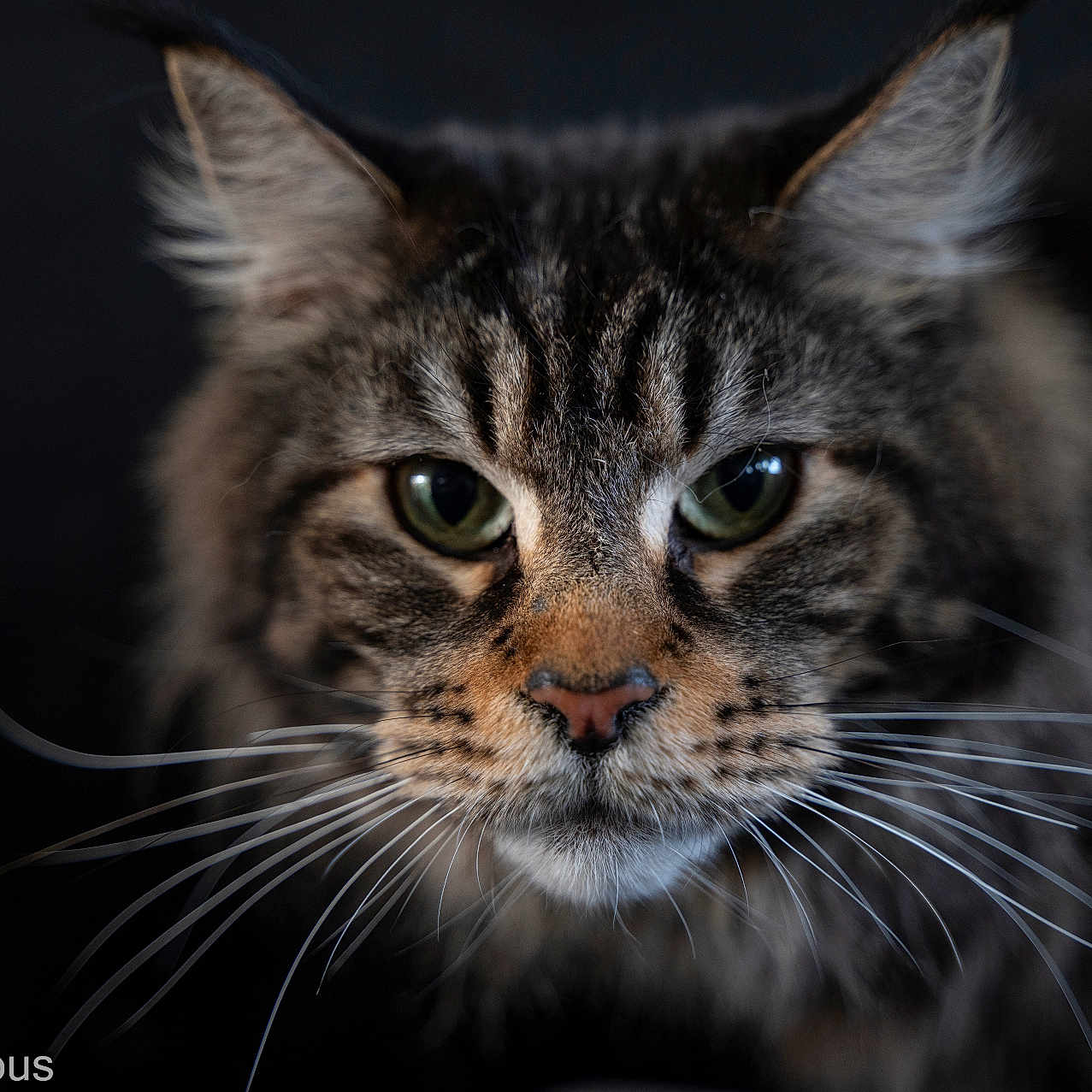 Iseo joined the competition — help win amazing prizes! animal, animal_portrait, cat, close_up, cute, dark_background, domestic_animal, face, feline, fur, green_eyes, indoor, looking, mammal, pet, portrait, tabby, tabby_cat, whisker, whiskers