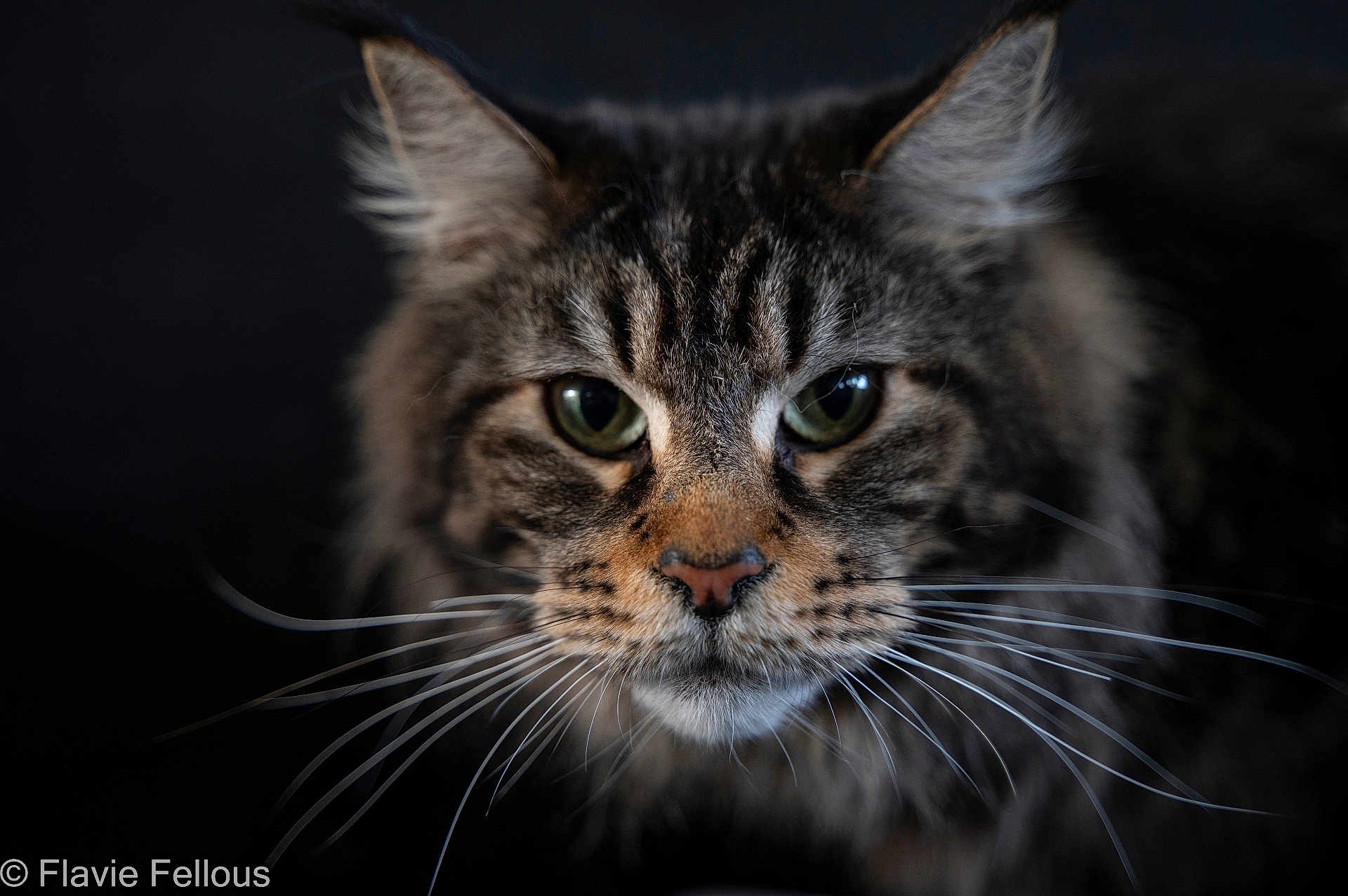 Iseo joined the competition — help win amazing prizes! cat, tabby, close_up, whiskers, green_eyes, animal, pet, feline, portrait, fur, face, mammal, cute, domestic_animal, whisker, tabby_cat, indoor, looking, animal_portrait, dark_background