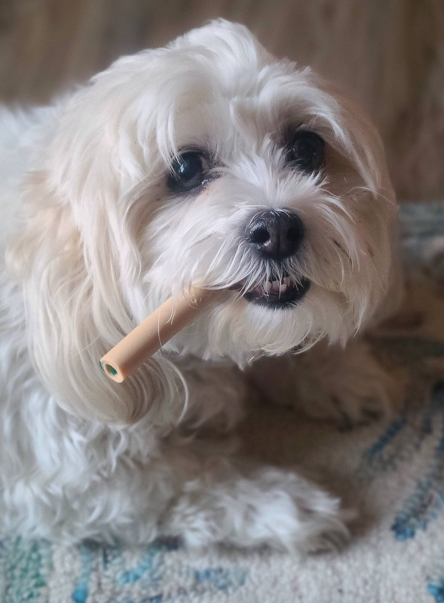 Cup Cake is registered to the contest to win money with this photo: canidae, carnivore, companion_dog, dog, dog_breed, eye, fur, hair, head, liver, mal_shi, shih_poo, shih_tzu, small_terrier, snout, sporting_group, terrier, toy_dog, water_dog, working_animal