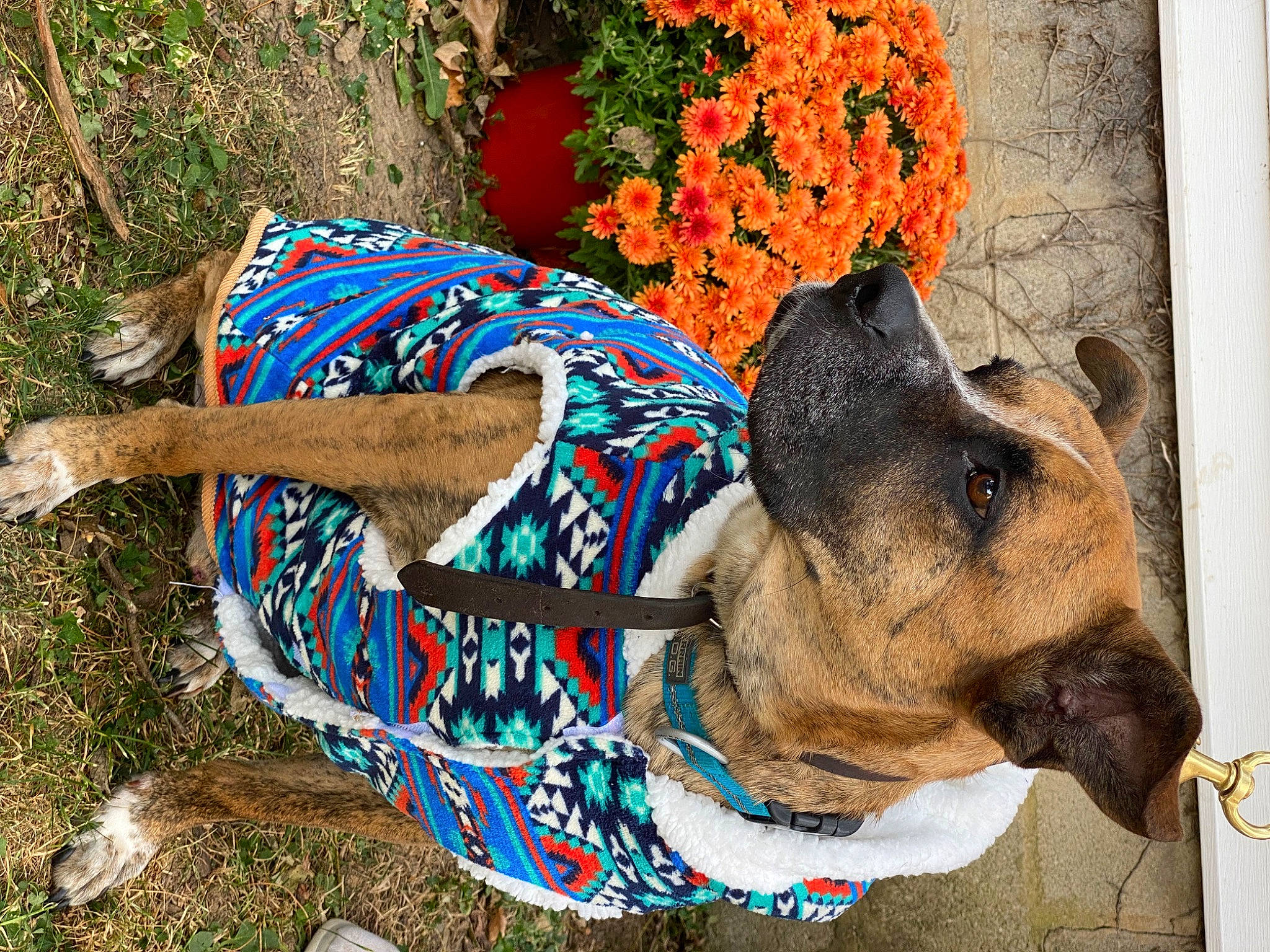 Buddy is registered to the contest to win money with this photo: art, carnivore, collar, companion_dog, dog, dog_breed, dog_supply, electric_blue, fawn, flower, flowerpot, fur, grass, leash, pet_supply, plant, snout, sporting_group, tree, working_animal