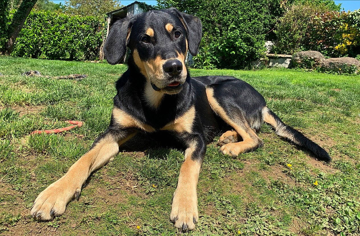 Rayban a rejoint le concours — aidez-le/la à gagner de superbes lots ! austrian_black_and_tan_hound, ball, beaglier, canidae, carnivore, companion_dog, dog, dog_breed, grass, guard_dog, hunting_dog, plant, rottweiler, sky, snout, sporting_group, terrestrial_animal, tree, working_animal, working_dog