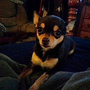 Snooki joined the competition — help win amazing prizes! dog, chihuahua, pet, indoor, blanket, furniture, cozy, small_dog, portrait, animal, cute, brown, black, white, ears, eyes, resting, carpet, living_room, wood