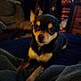 dog, chihuahua, pet, indoor, blanket, furniture, cozy, small_dog, portrait, animal, cute, brown, black, white, ears, eyes, resting, carpet, living_room, wood