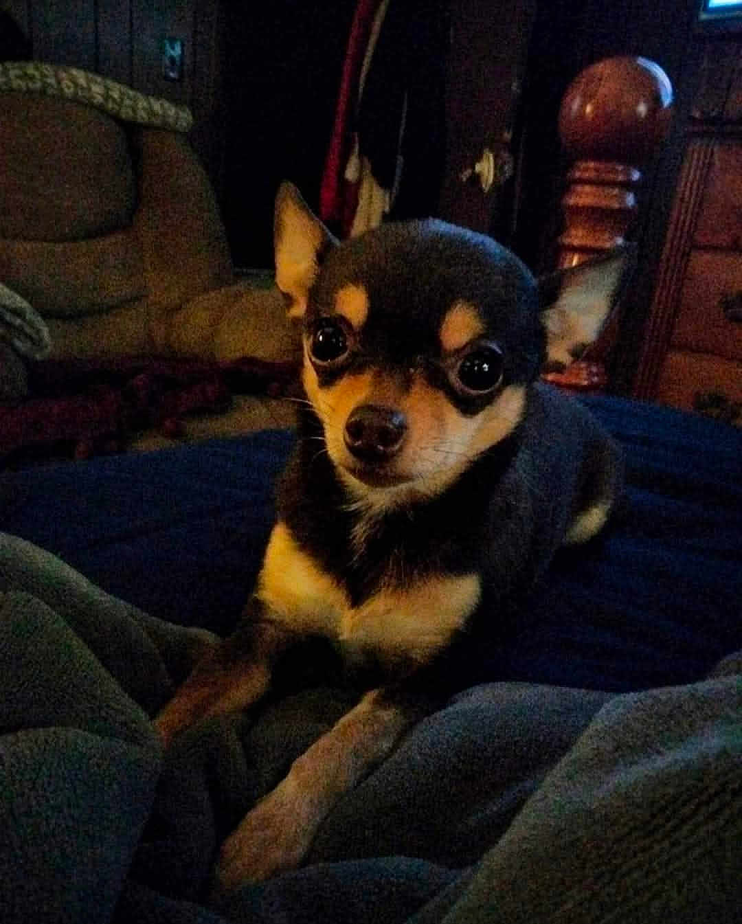 Snooki joined the competition — help win amazing prizes! dog, chihuahua, pet, indoor, blanket, furniture, cozy, small_dog, portrait, animal, cute, brown, black, white, ears, eyes, resting, carpet, living_room, wood
