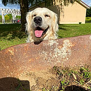 Ridley a rejoint le concours — aidez-le/la à gagner de superbes lots ! dog, golden_retriever, wheelbarrow, rust, dirt, plants, greenery, grass, tree, house, outdoor, sunlight, happy, tongue_out, pet, nature, smiling, yard, daytime, garden