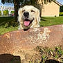 dog, golden_retriever, wheelbarrow, rust, dirt, plants, greenery, grass, tree, house, outdoor, sunlight, happy, tongue_out, pet, nature, smiling, yard, daytime, garden