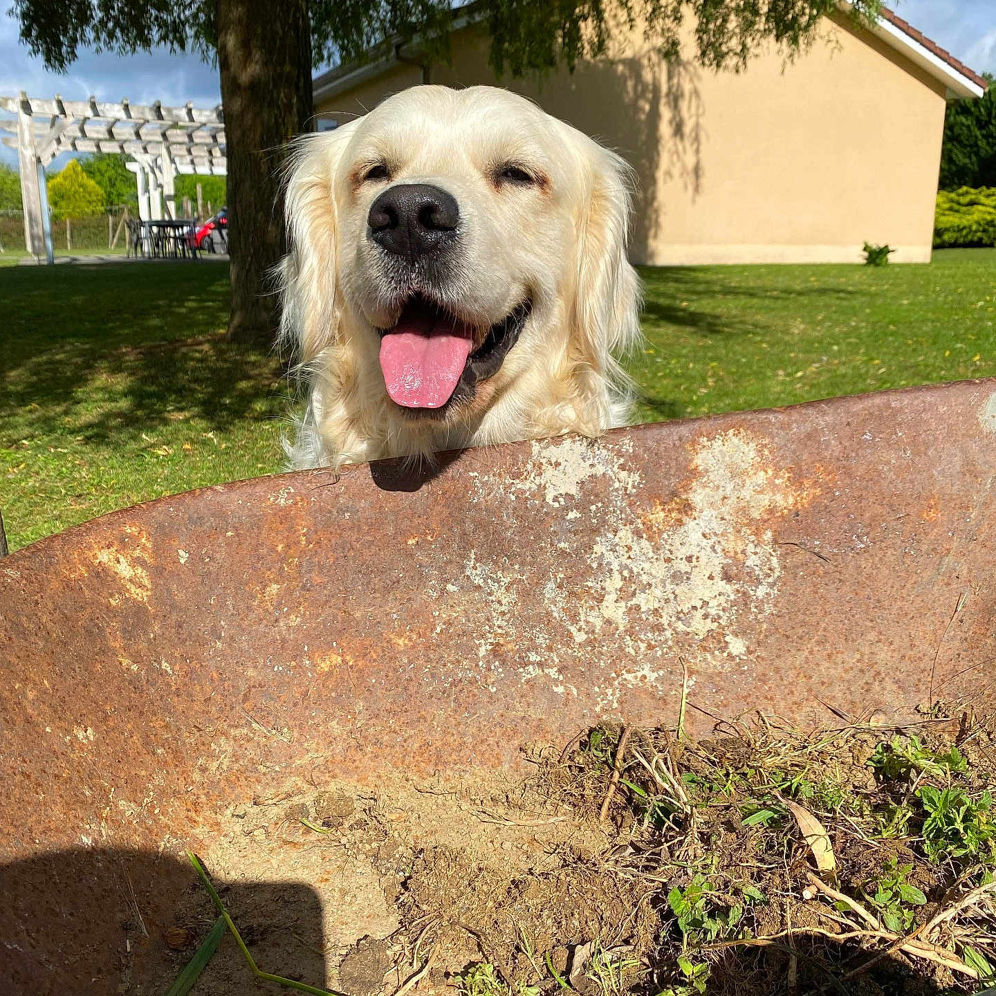 Ridley a rejoint le concours — aidez-le/la à gagner de superbes lots ! daytime, dirt, dog, garden, golden_retriever, grass, greenery, happy, house, nature, outdoor, pet, plants, rust, smiling, sunlight, tongue_out, tree, wheelbarrow, yard