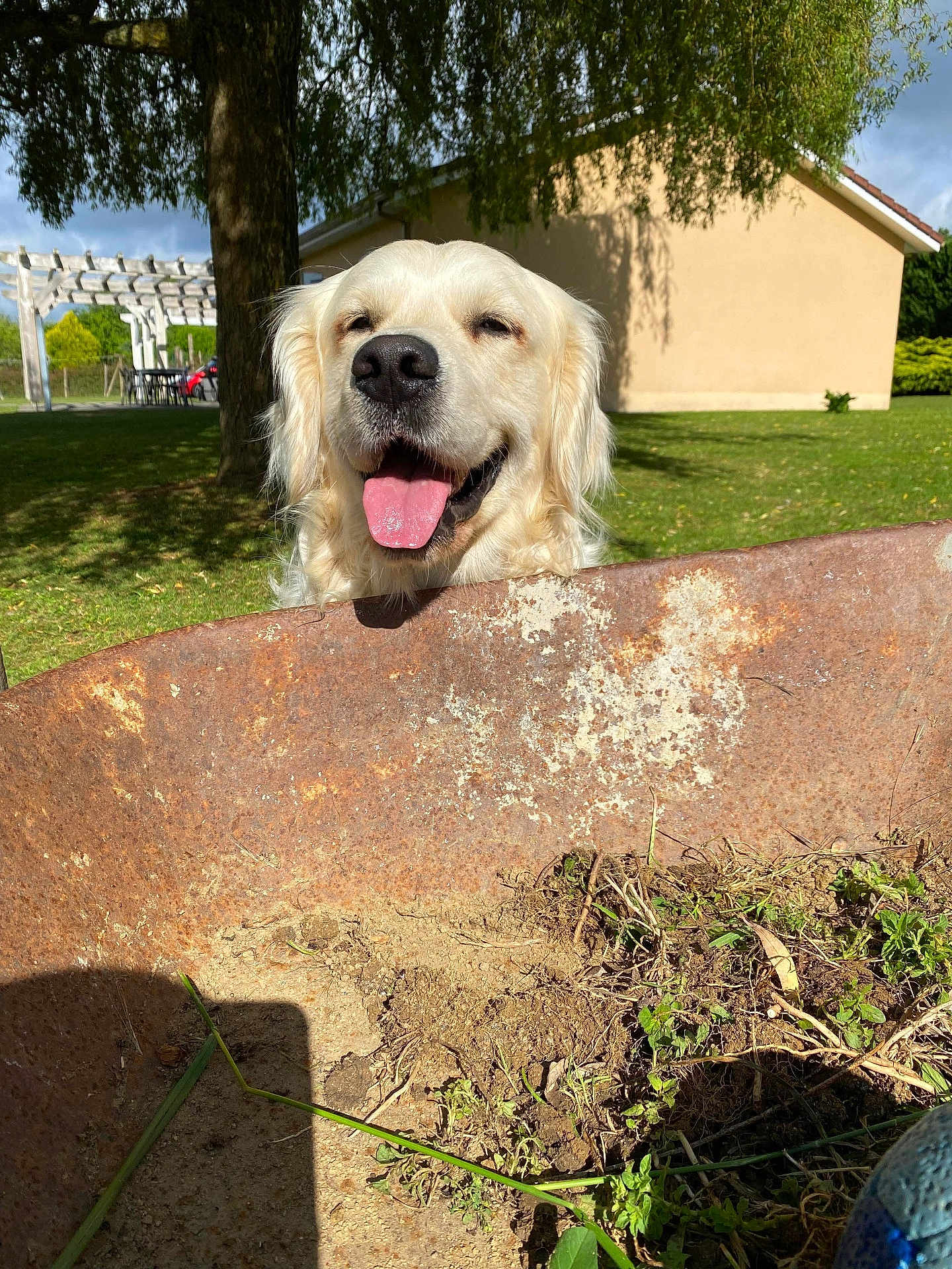 Ridley a rejoint le concours — aidez-le/la à gagner de superbes lots ! dog, golden_retriever, wheelbarrow, rust, dirt, plants, greenery, grass, tree, house, outdoor, sunlight, happy, tongue_out, pet, nature, smiling, yard, daytime, garden