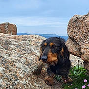 Ulk a rejoint le concours — aidez-le/la à gagner de superbes lots ! dog, rock, outdoor, nature, animal, landscape, flower, sky, curious, pet, brown, black, texture, scenery, wildlife, grass, mountain, daylight, adventure, calm