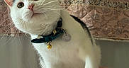 Figaro is registered to the contest to win money with this photo: bell, black_markings, cat, close_up, collar, curious, ears, feather_toy, furniture, indoor, orange_markings, patterned, paw, pet, pink, playing, quilt, soft_surface, whiskers, white_cat