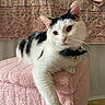 Figaro is registered to the contest to win money with this photo: bell, black_and_white, blanket, cat, closeup, collar, cozy, curious, feline, indoor, patterned_background, paw, pet, pink_ottoman, relaxed, resting, soft_texture, stretching, tag, whiskers