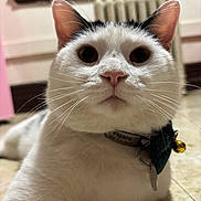 Figaro joined the competition — help win amazing prizes! animal, bell, black_markings, cat, close_up, collar, curious, domestic_cat, ears, face, feline, floor, home, indoor, looking_at_camera, pet, radiator, tag, whiskers, white_cat
