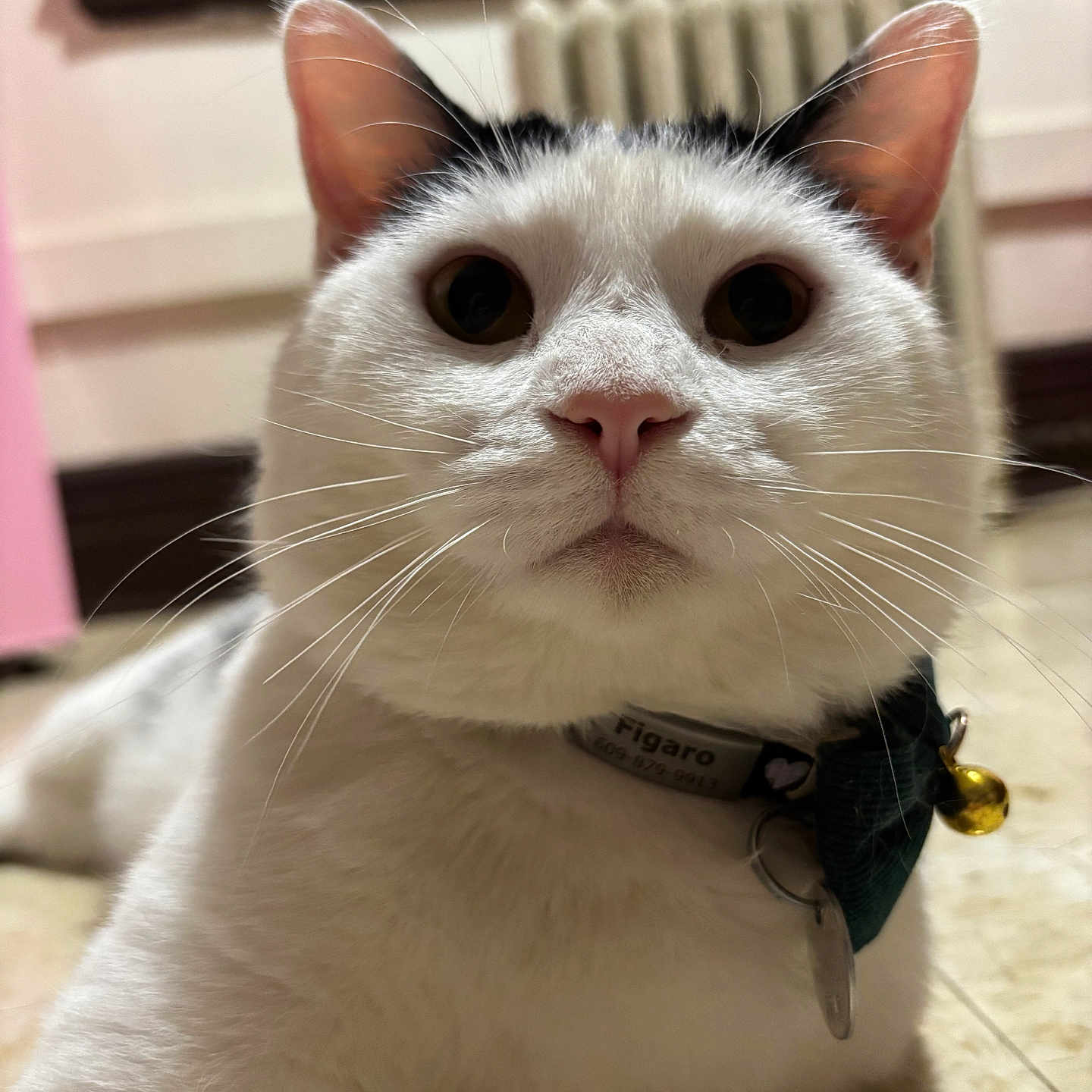 Figaro