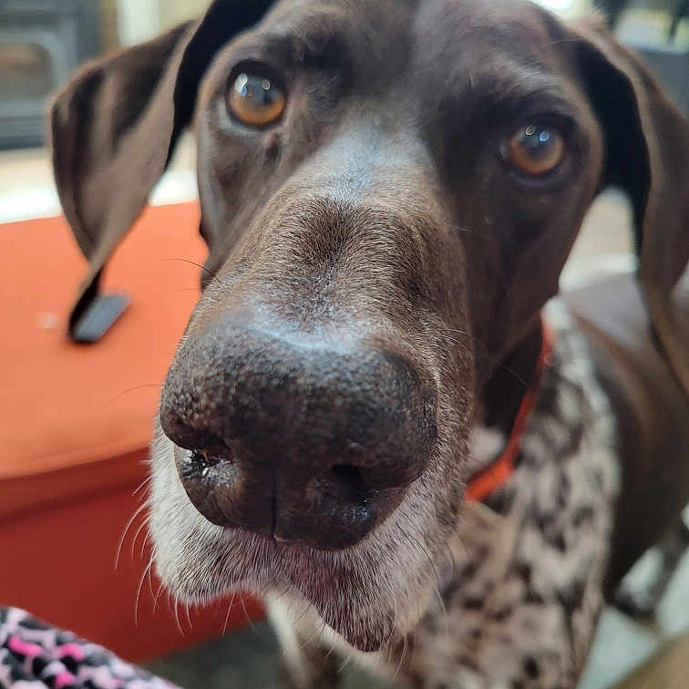 Scout