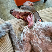 Scout is registered to the contest to win money with this photo: animal, blurred_motion, brown_spotted_fur, canine, closeup, collar, couch, dog, furniture, home, indoor, orange_chair, paw, pet, playful, relaxed, resting, teeth, tongue, yawning
