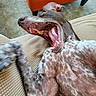 animal, blurred_motion, brown_spotted_fur, canine, closeup, collar, couch, dog, furniture, home, indoor, orange_chair, paw, pet, playful, relaxed, resting, teeth, tongue, yawning