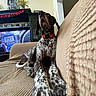 banner, brown, canine, christmas_decor, collar, couch, cozy, dog, furniture, home, indoor, living_room, pet, photo_frame, plant, relaxed, spotted, stretching, television, white