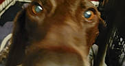 Scout joined the competition — help win amazing prizes! animal, blurred, brown_dog, cage, canine, close_up, companion, crate, curious, dog, domestic, eyes, face, fence, indoor, looking, muzzle, nose, paw, pet