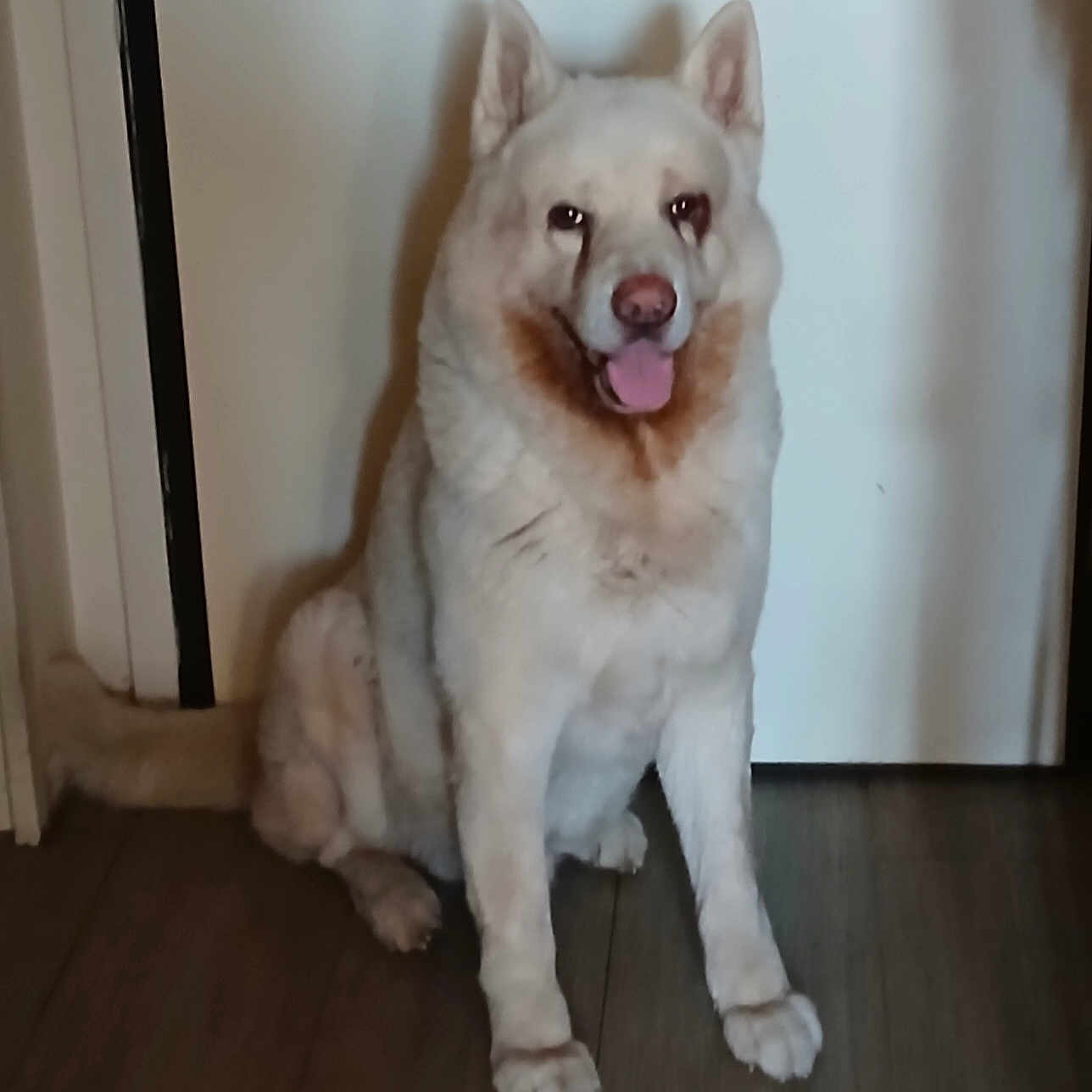 Buli participe au concours pour gagner de l'argent avec cette photo : animal, canine, companion, cute, dog, domestic, door, ears, friendly, fur, happy, household, indoor, pet, portrait, sitting, smiling, tongue_out, white_dog, wooden_floor