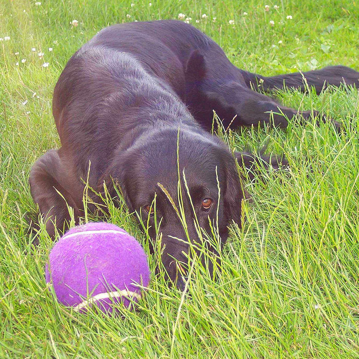 Blue is registered to the contest to win money with this photo: