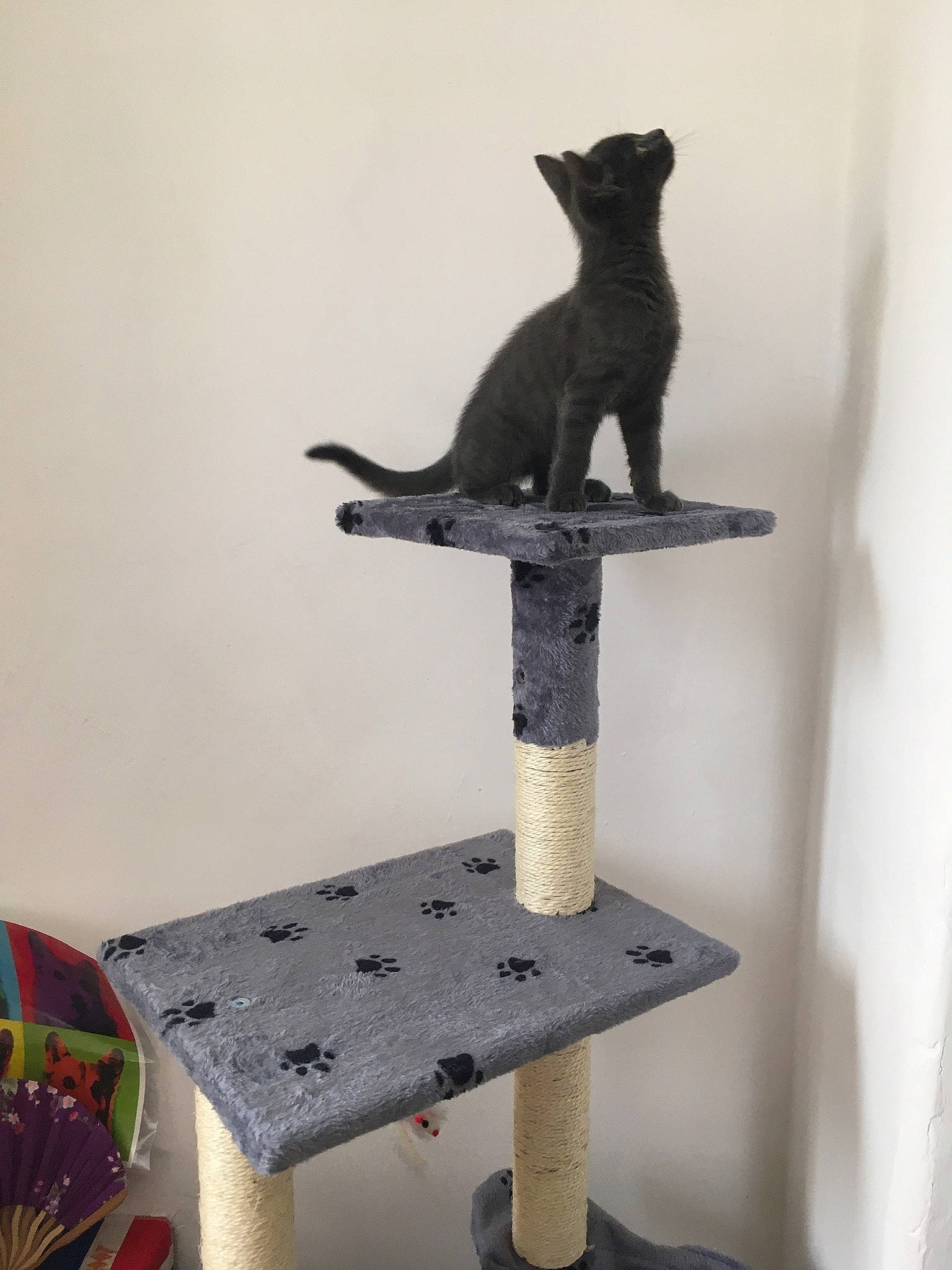 Augustus is registered to the contest to win money with this photo: animal_figure, art, bronze_sculpture, carnivore, cat, cat_supply, felidae, grey, metal, pet_supply, shelf, shelving, small_to_medium_sized_cats, statue, tail, terrestrial_animal, toy, vertebrate, whiskers, wood