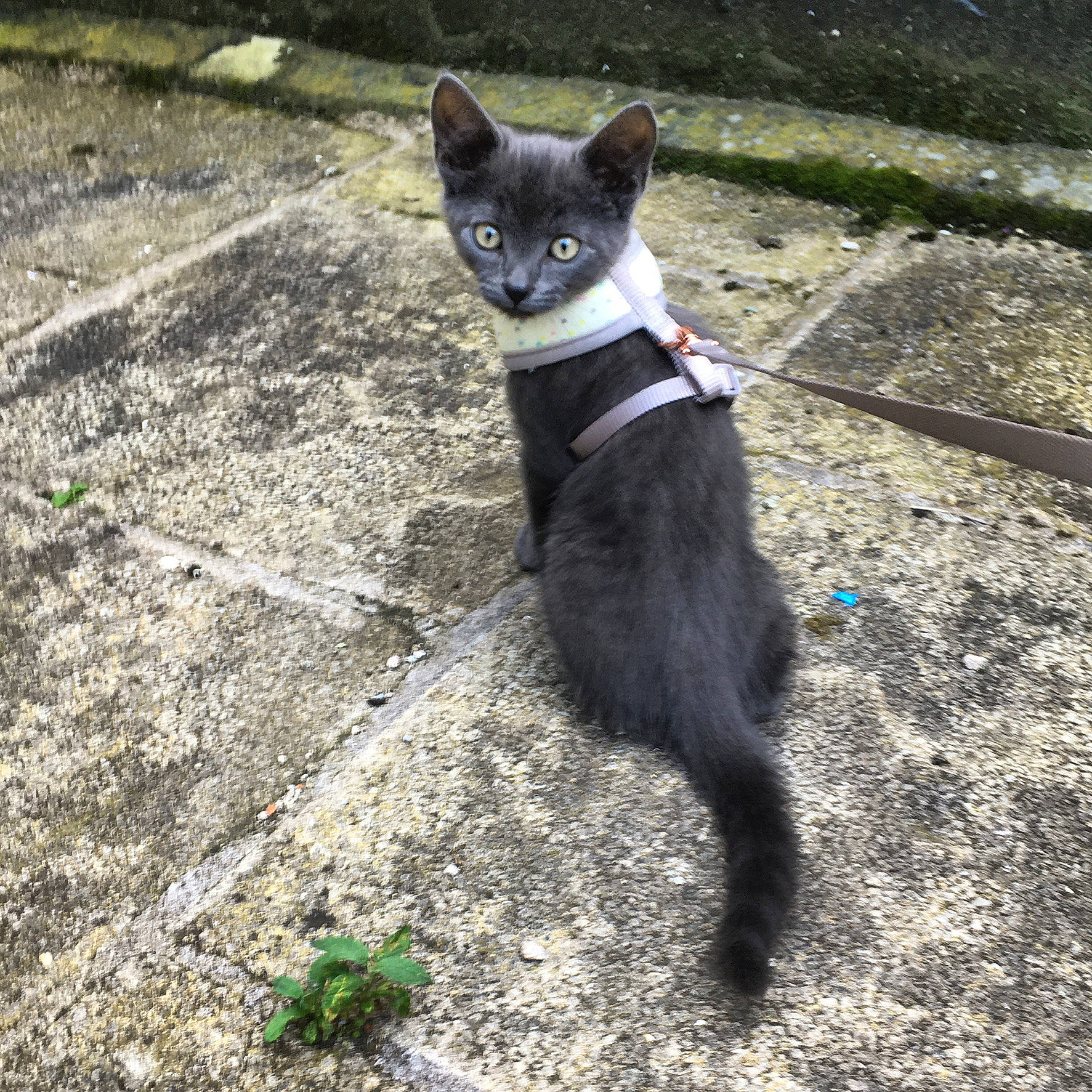 Augustus joined the competition — help win amazing prizes! asphalt, black_cat, canidae, carnivore, cat, collar, dog_breed, domestic_short_haired_cat, felidae, formal_wear, fur, grass, road_surface, small_to_medium_sized_cats, snout, soil, sporting_group, tail, terrestrial_animal, whiskers