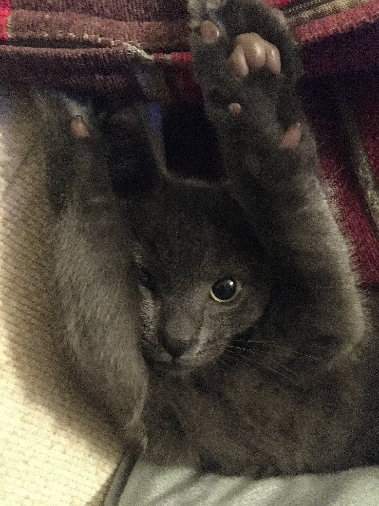 Augustus joined the competition — help win amazing prizes! carnivore, cat, claw, comfort, domestic_short_haired_cat, ear, eye, felidae, fur, grey, head, monochrome_photography, paw, photo_caption, small_to_medium_sized_cats, snout, tail, terrestrial_animal, whiskers, window