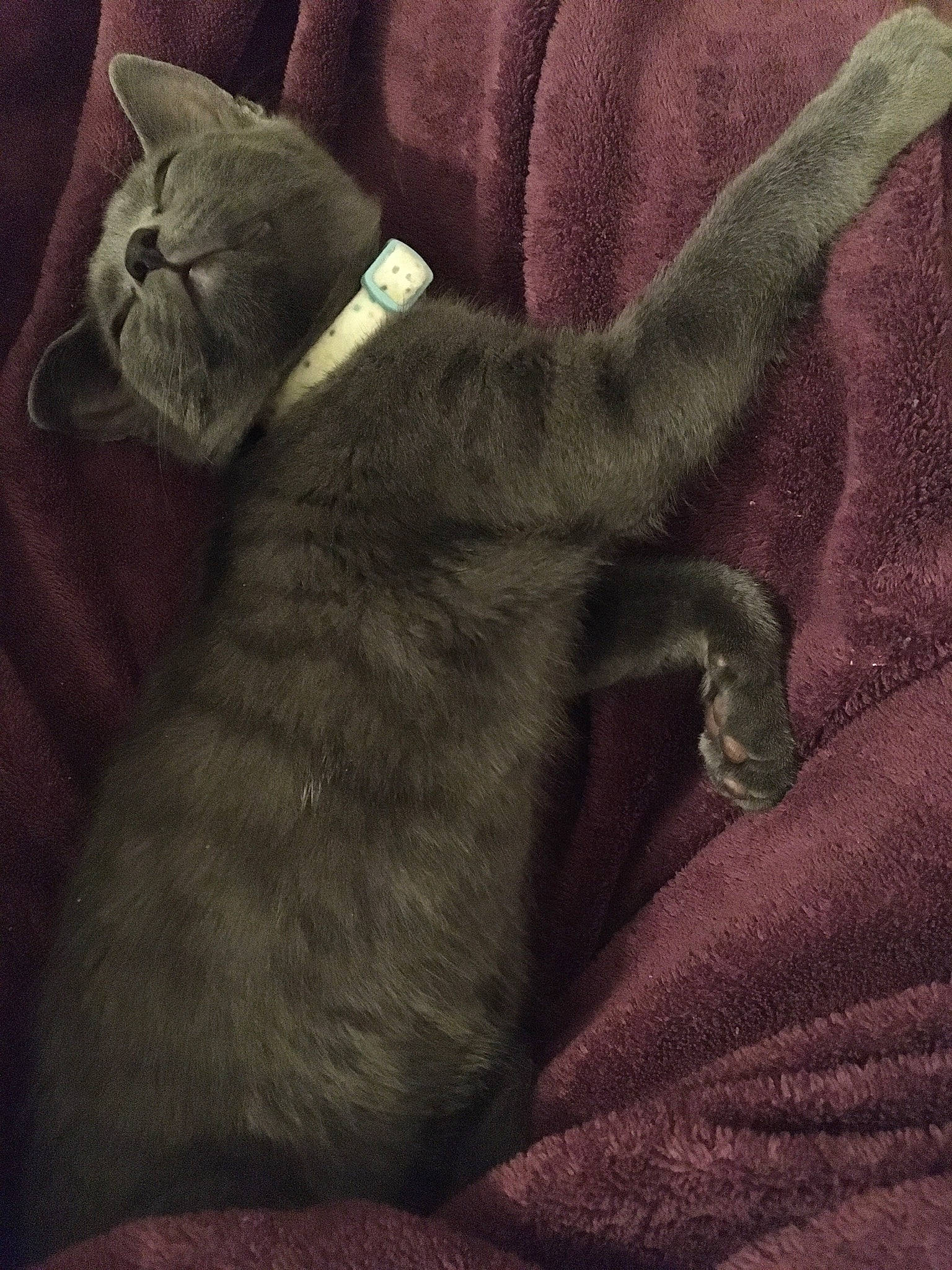 Augustus is registered to the contest to win money with this photo: black_cat, carmine, carnivore, cat, claw, comfort, darkness, domestic_short_haired_cat, felidae, fur, grey, human_leg, linens, nap, paw, small_to_medium_sized_cats, snout, tail, textile, whiskers