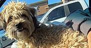 Oddie is registered to the contest to win money with this photo: animal, blue_sky, building, car_interior, closeup, companion, curious, curly_fur, cute, daytime, dog, fur, outdoor, pet, seat, smile, sunlight, vehicle, white_car, window