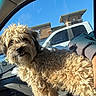 dog, curly_fur, car_interior, window, blue_sky, vehicle, white_car, building, sunlight, pet, seat, fur, smile, closeup, daytime, outdoor, animal, companion, cute, curious