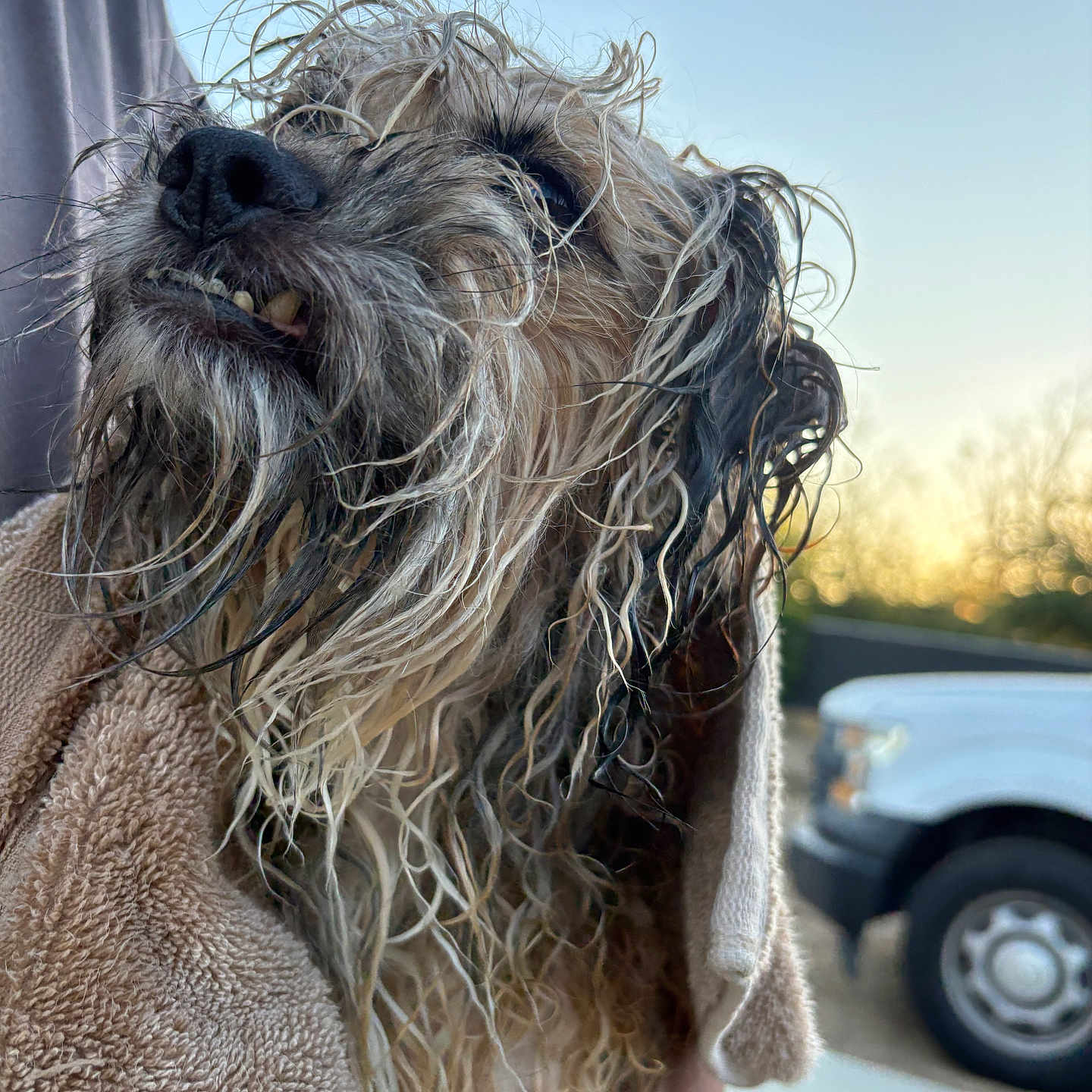 Oddie